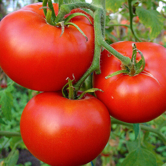 Tomāti CRISTAL F1 250 gab Clause